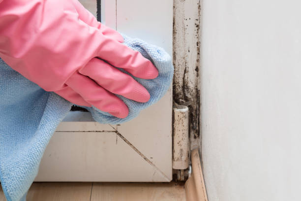 Why You Should Choose Our Mold Remediation Services in Wauwatosa, WI